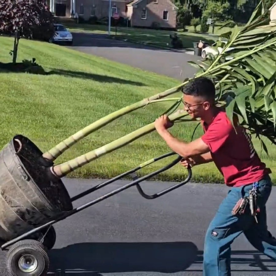 Palm tree being delivered to a backyard