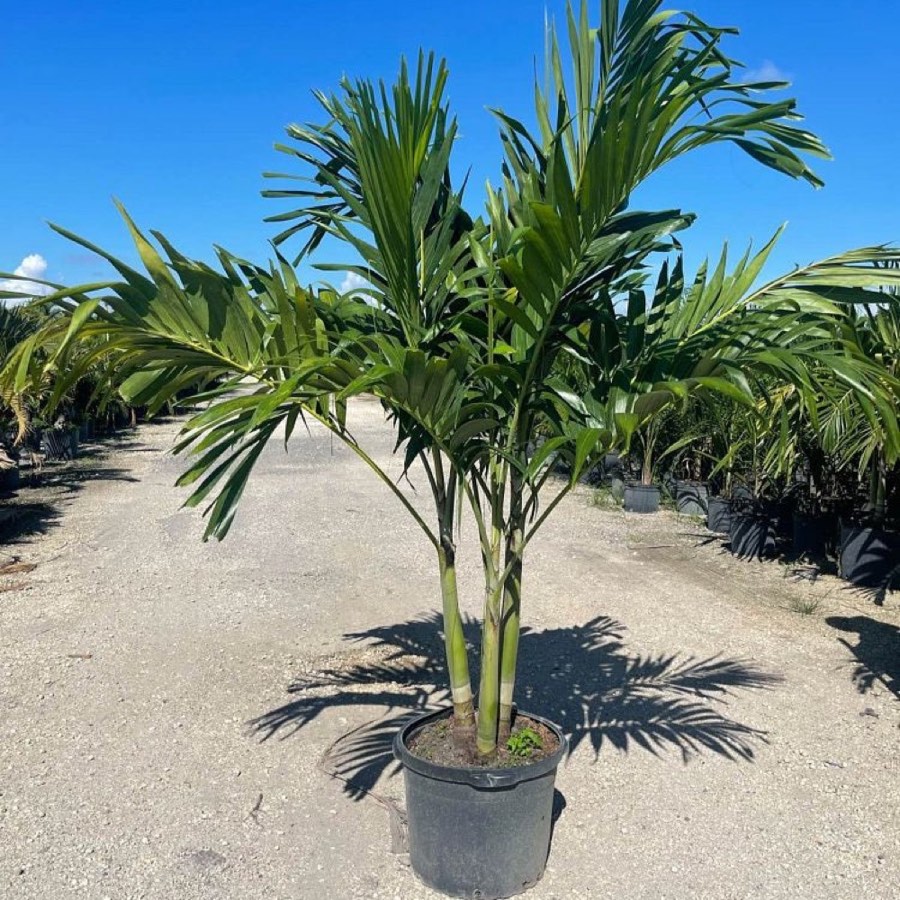 Christmas Palm (Adonidia merrillii) in a nursery pot