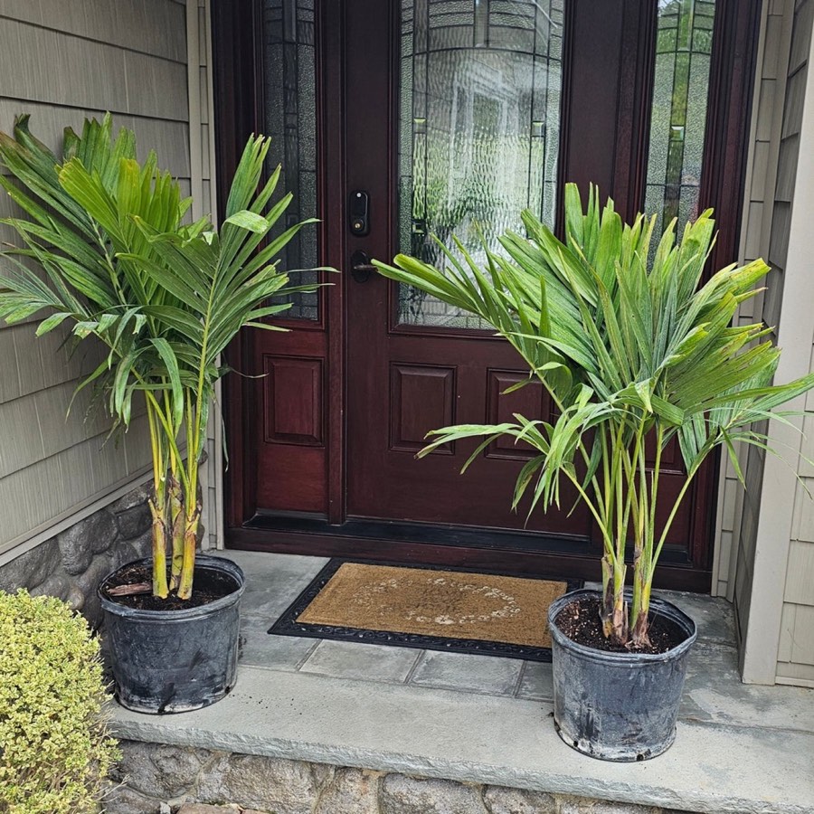 Christmas Palm photo 3