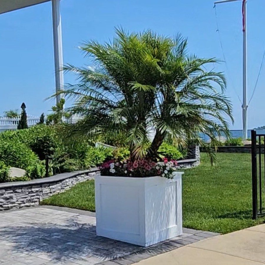 Lush potted palms ready for an event