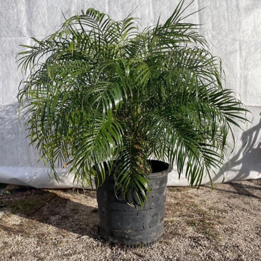 Roebelenii Palm (Phoenix roebelenii (Pygmy Date Palm)) in a nursery pot