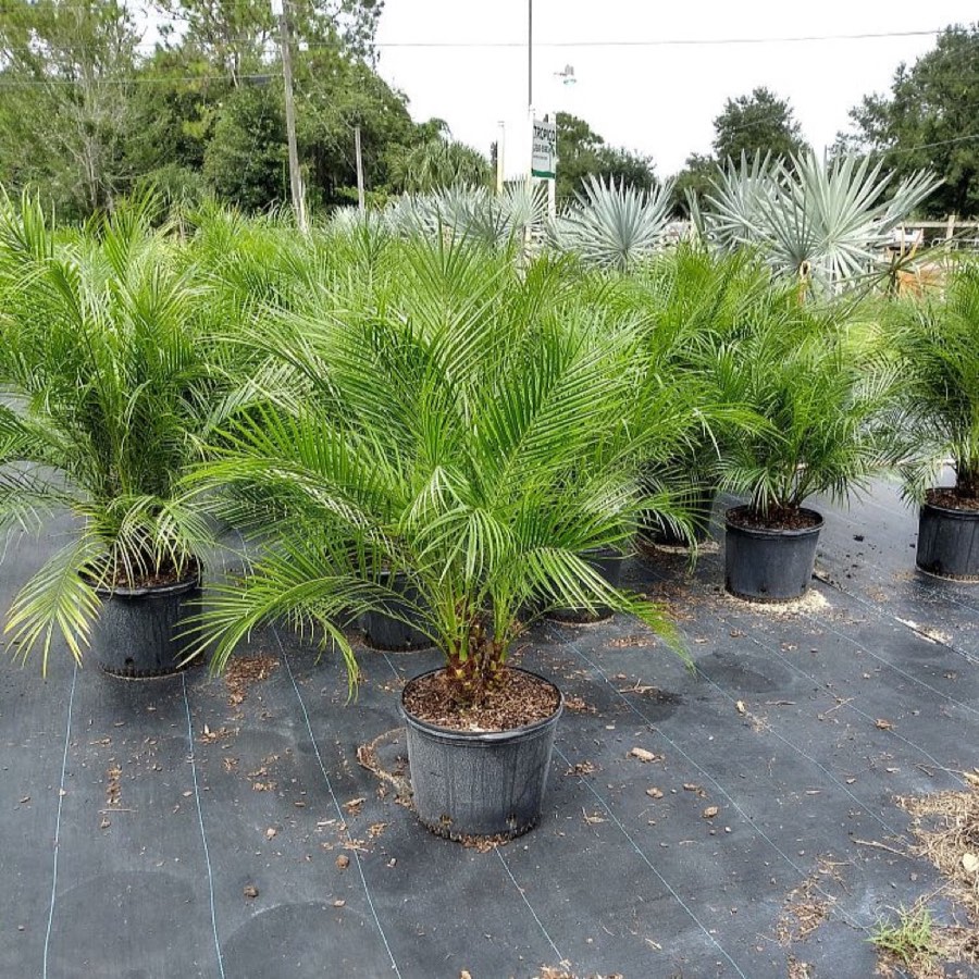 Roebelenii Palm photo 6