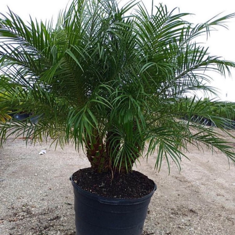 Roebelenii Palm photo 7