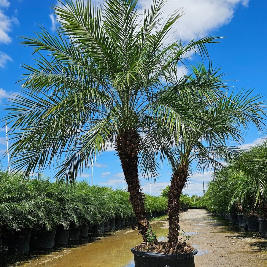 Roebelenii Palm photo 3