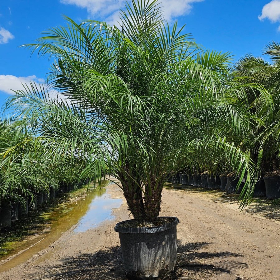 Roebelenii Palm photo 4