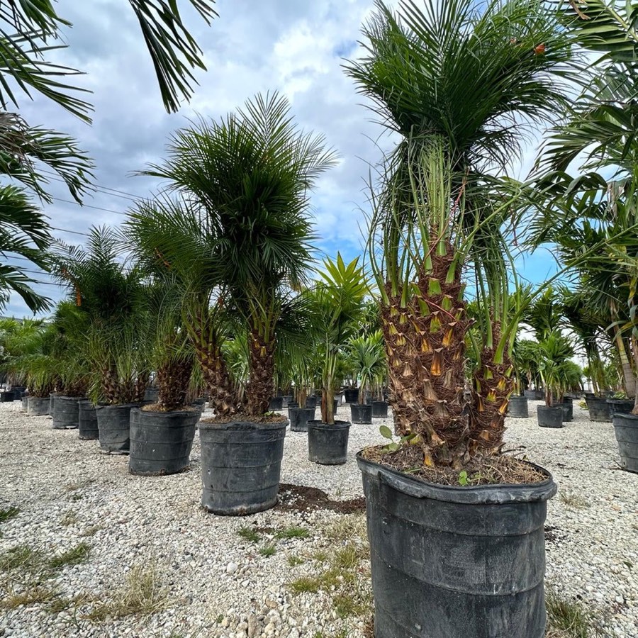 Roebelenii Palm photo 5