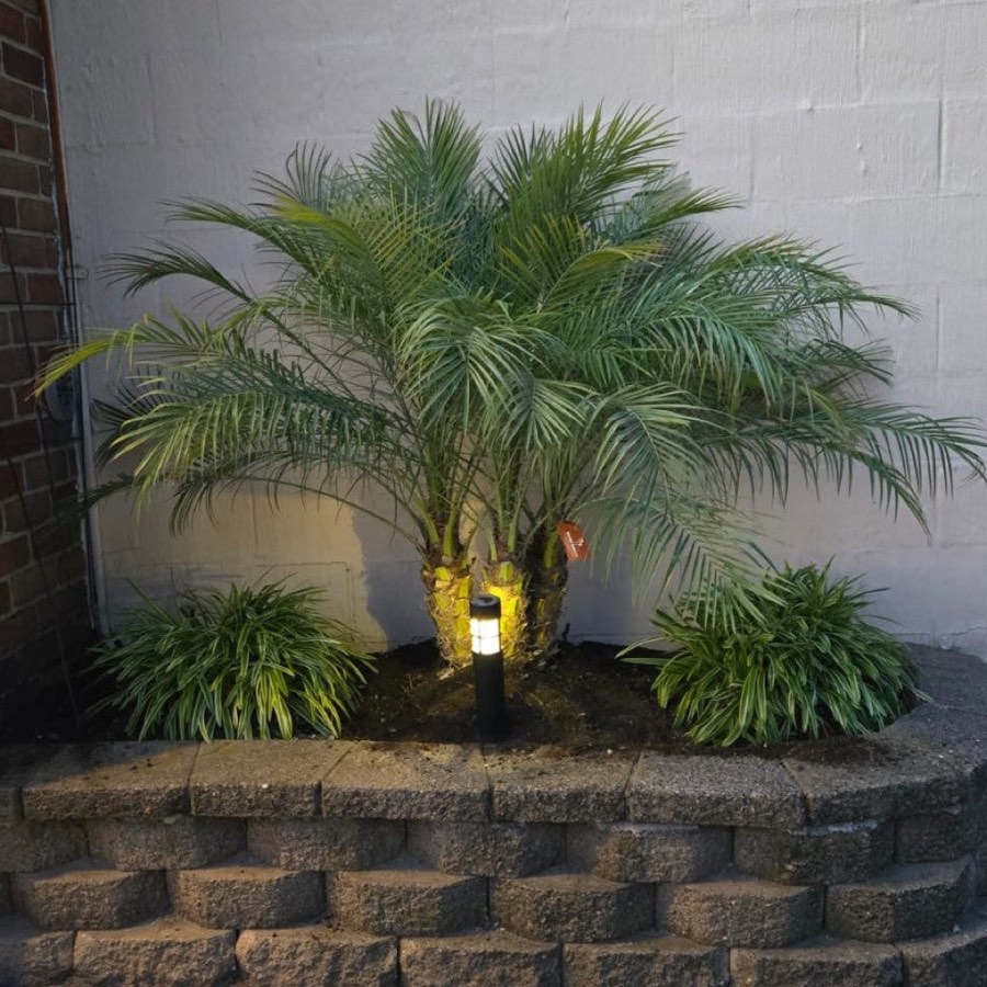 Roebelenii Palm photo 8