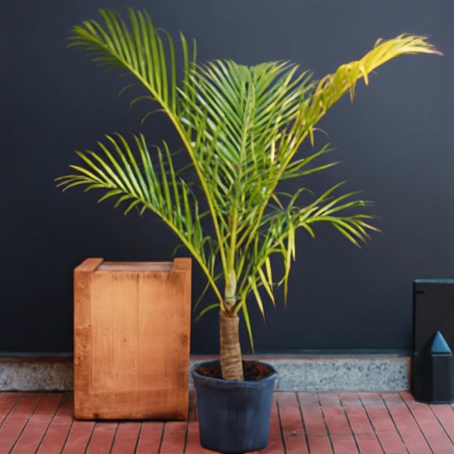 Spindle Palm photo 5