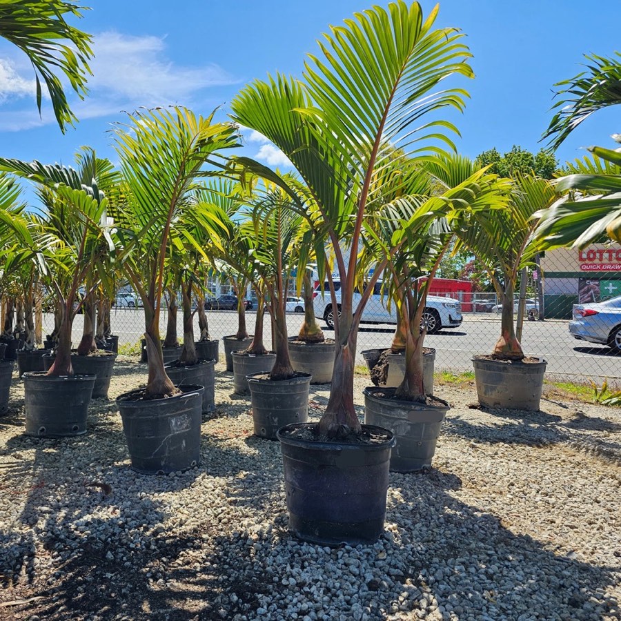 Spindle Palm photo 2