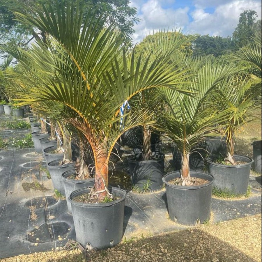 Spindle Palm photo 4