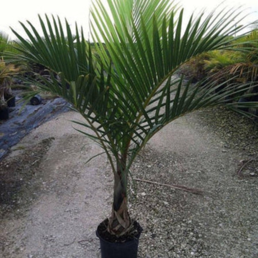 Spindle Palm (Hyophorbe verschaffeltii) in a nursery pot