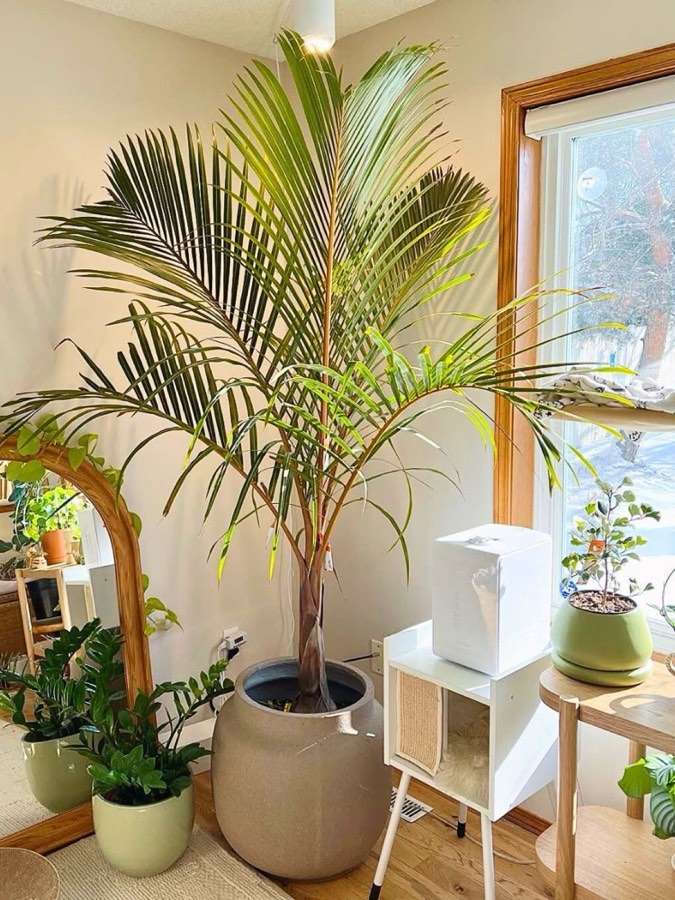 Spindle Palm photo 3
